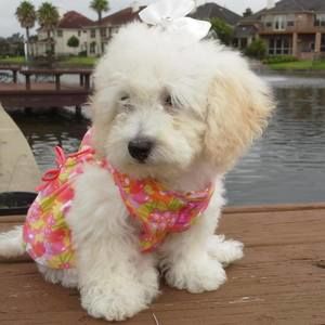 Meet your Posher, Chenla